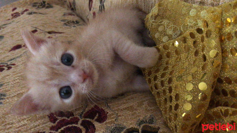 Tekir Kedi, Kedi  Dante fotoğrafı