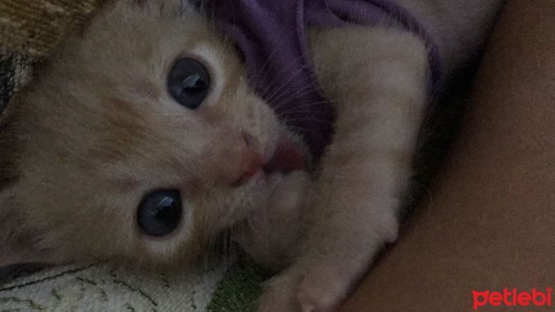 Tekir Kedi, Kedi  Dante fotoğrafı