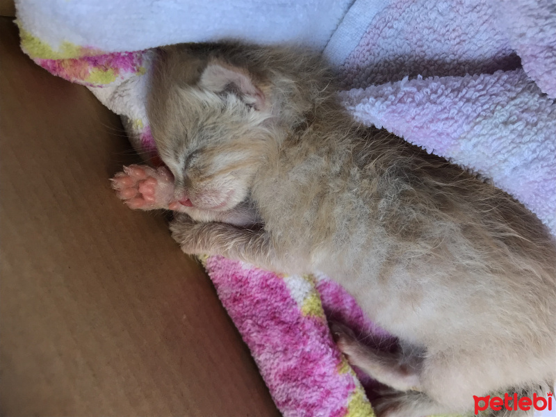 Tekir Kedi, Kedi  Dante fotoğrafı