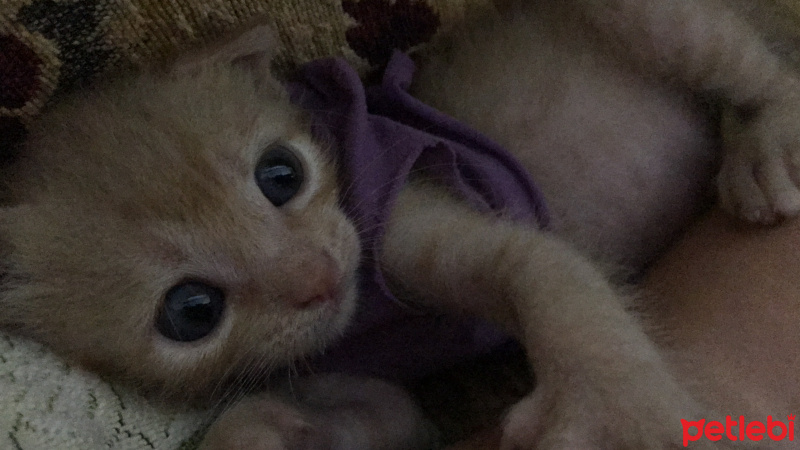 Tekir Kedi, Kedi  Dante fotoğrafı