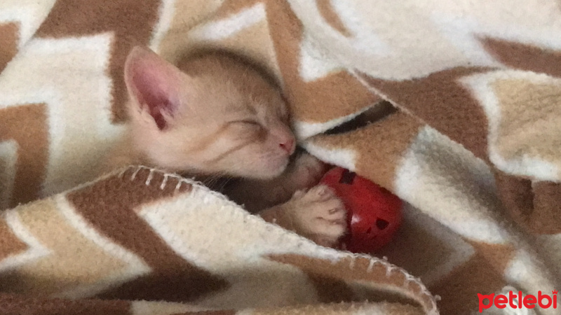 Tekir Kedi, Kedi  Dante fotoğrafı