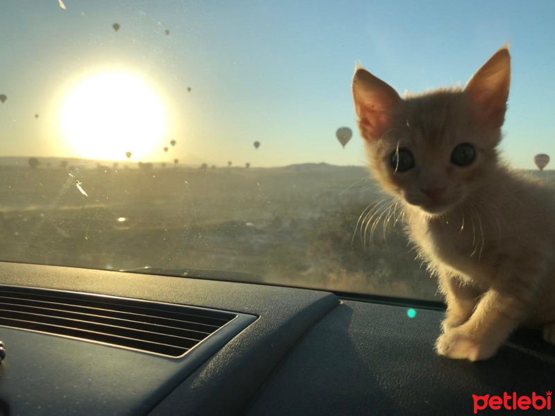 Tekir Kedi, Kedi  Dante fotoğrafı