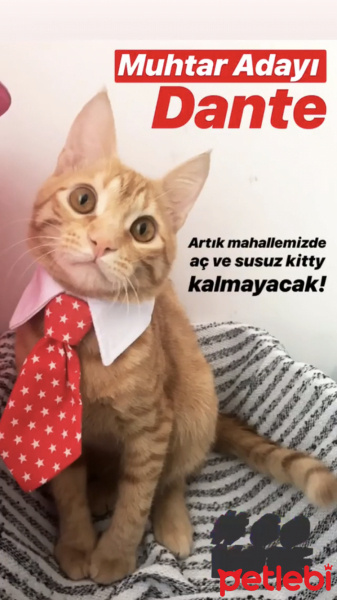 Tekir Kedi, Kedi  Dante fotoğrafı