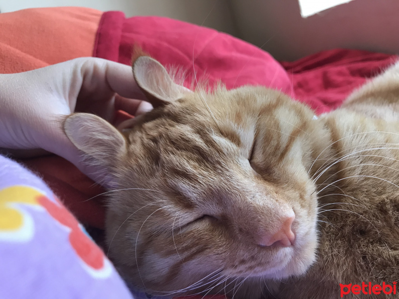 Tekir Kedi, Kedi  Dante fotoğrafı