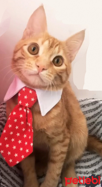 Tekir Kedi, Kedi  Dante fotoğrafı