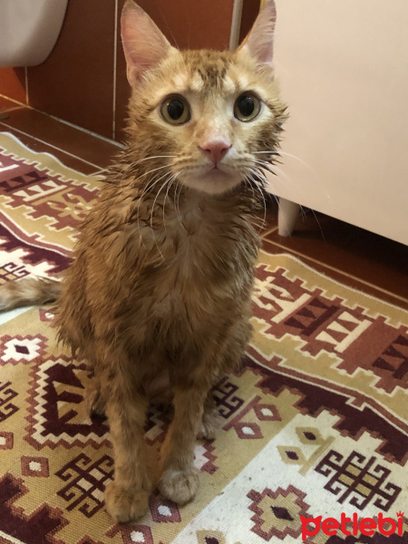 Tekir Kedi, Kedi  Dante fotoğrafı