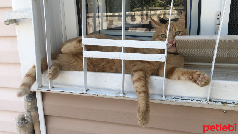 Tekir Kedi, Kedi  Dante fotoğrafı