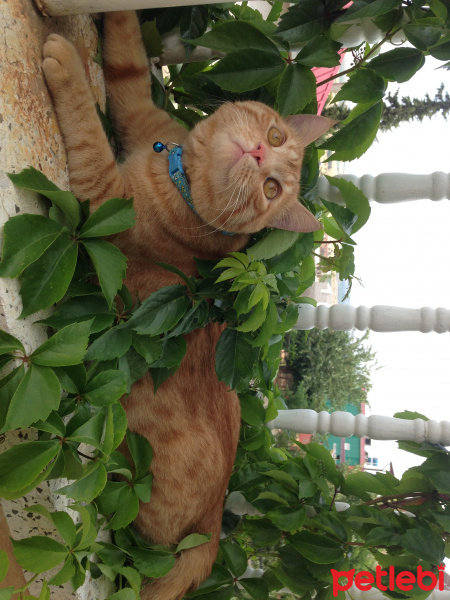 Tekir Kedi, Kedi  Dante fotoğrafı