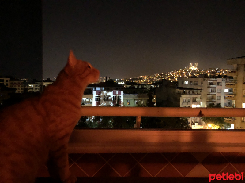 Tekir Kedi, Kedi  Dante fotoğrafı