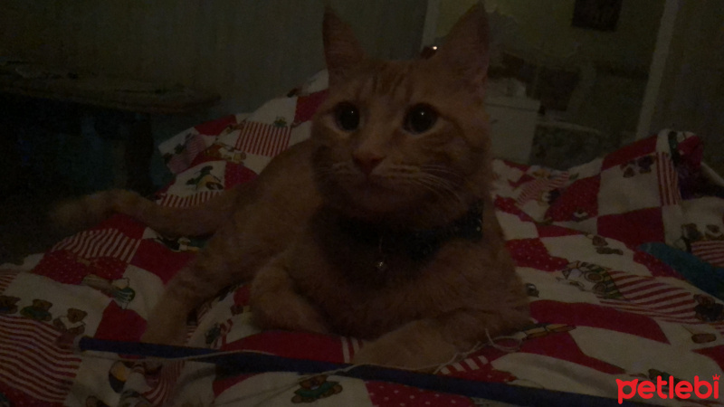 Tekir Kedi, Kedi  Dante fotoğrafı