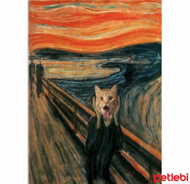 Tekir Kedi, Kedi  Dante fotoğrafı