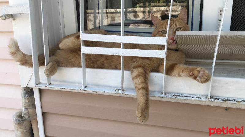 Tekir Kedi, Kedi  Dante fotoğrafı