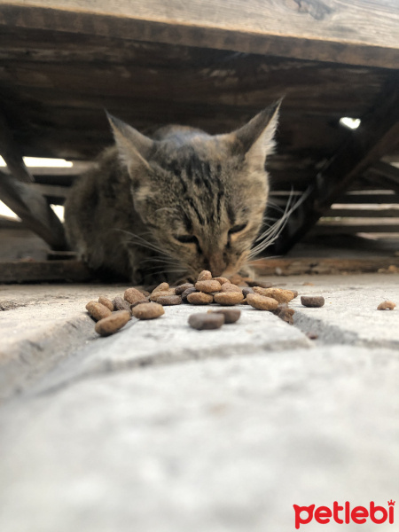 Tekir Kedi, Kedi  Dante fotoğrafı