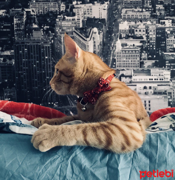 Tekir Kedi, Kedi  Dante fotoğrafı