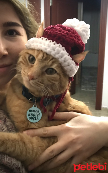 Tekir Kedi, Kedi  Dante fotoğrafı