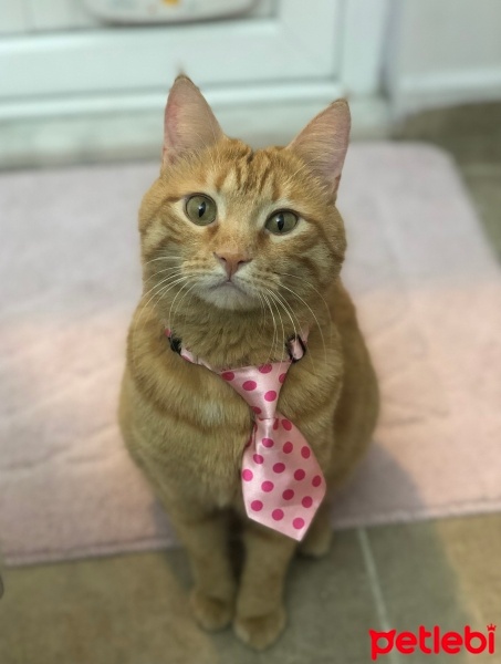 Tekir Kedi, Kedi  Dante fotoğrafı