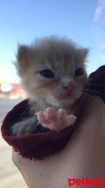 Tekir Kedi, Kedi  Dante fotoğrafı