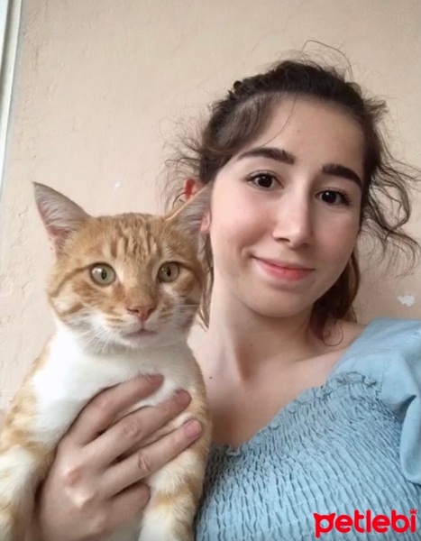 Tekir Kedi, Kedi  Dante fotoğrafı