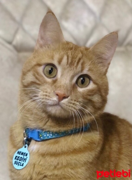 Tekir Kedi, Kedi  Dante fotoğrafı