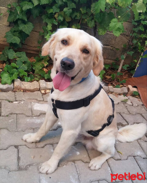 Golden Retriever, Köpek  Alex fotoğrafı