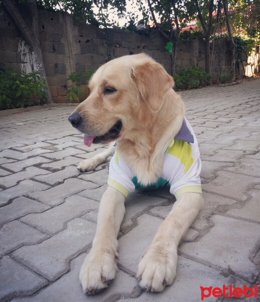 Golden Retriever, Köpek  Alex fotoğrafı