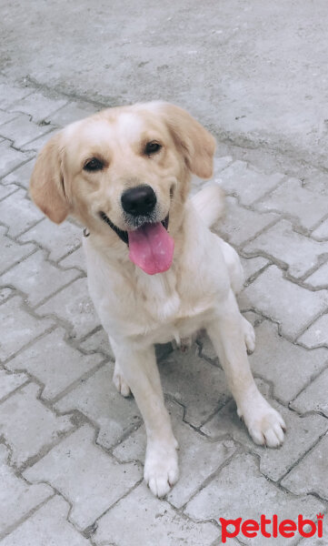 Golden Retriever, Köpek  Alex fotoğrafı