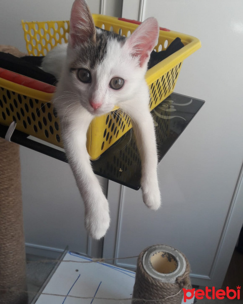 Tuxedo (Smokin) Kedi, Kedi  Mia fotoğrafı