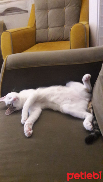 Tuxedo (Smokin) Kedi, Kedi  Mia fotoğrafı