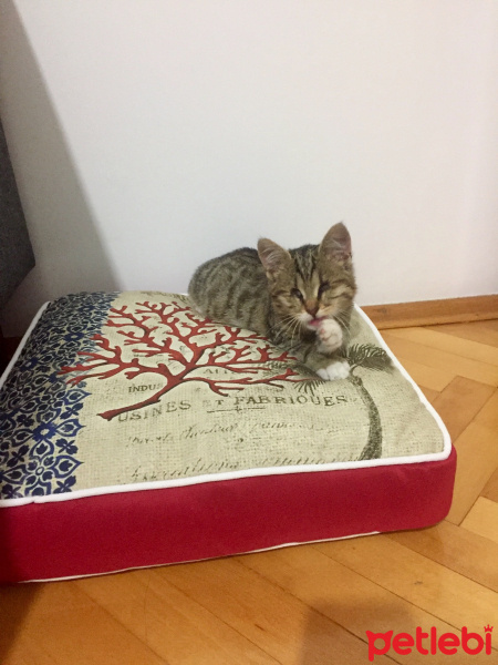 Tekir Kedi, Kedi  Suphi fotoğrafı