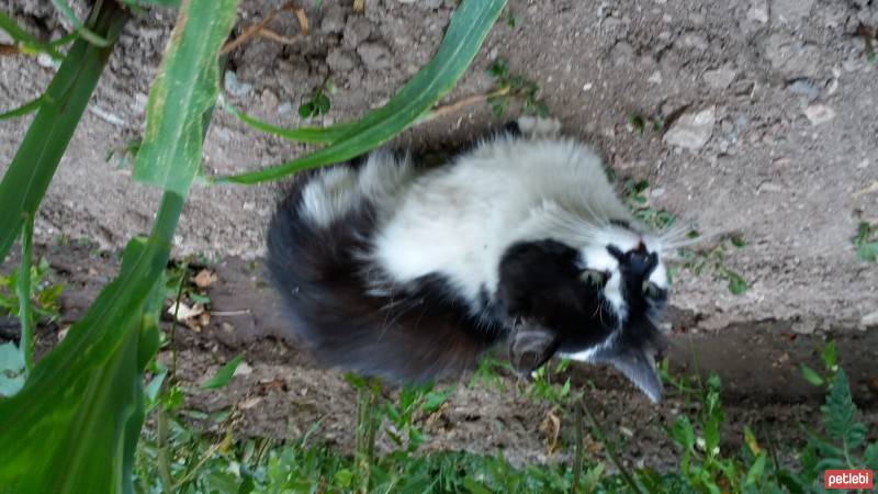 Tuxedo (Smokin) Kedi, Kedi  çakır fotoğrafı