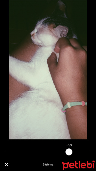 Ankara Kedisi, Kedi  Kuzucuk fotoğrafı