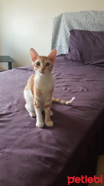 Tekir Kedi, Kedi  Müjgan fotoğrafı
