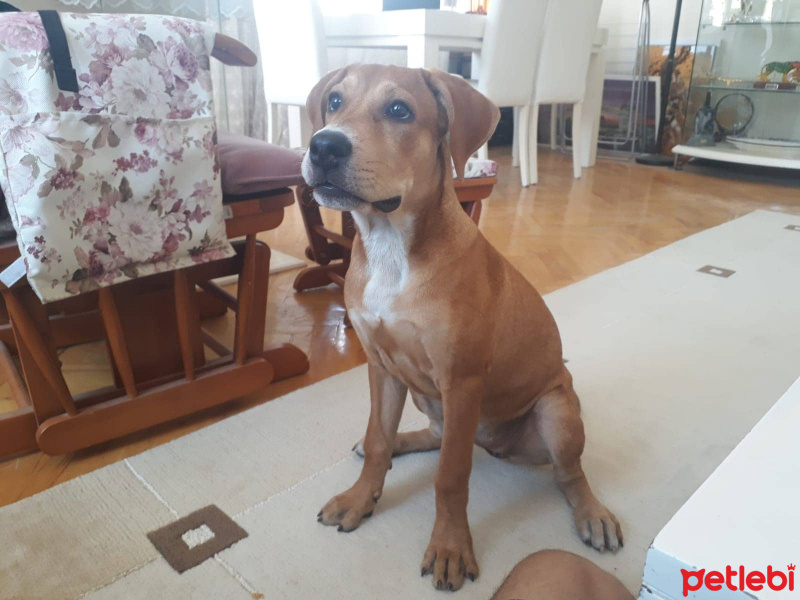 Rottweiler, Köpek  lucy fotoğrafı