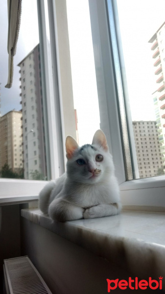 Van Kedisi, Kedi  ÇAKIR fotoğrafı