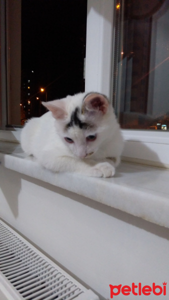 Van Kedisi, Kedi  ÇAKIR fotoğrafı