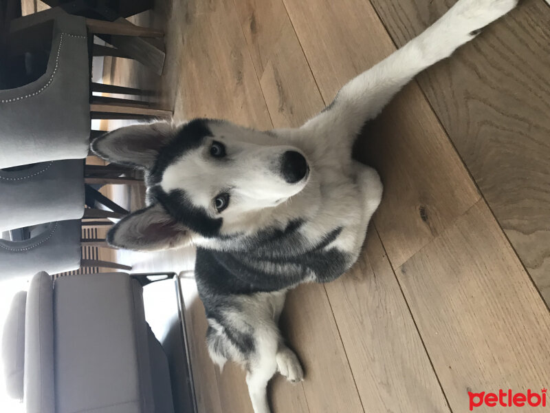 Sibirya Kurdu (Husky), Köpek  Eros fotoğrafı