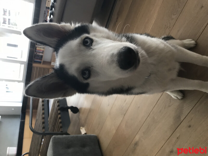 Sibirya Kurdu (Husky), Köpek  Eros fotoğrafı