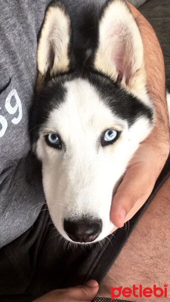 Sibirya Kurdu (Husky), Köpek  Eros fotoğrafı