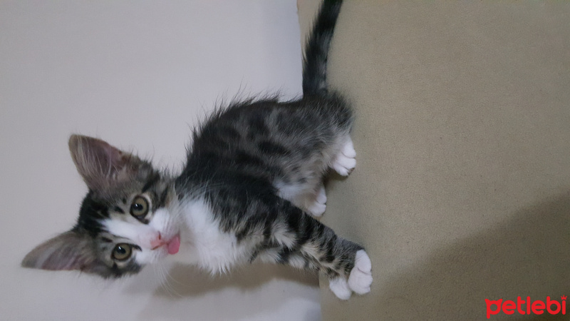 Tekir Kedi, Kedi  Ares fotoğrafı