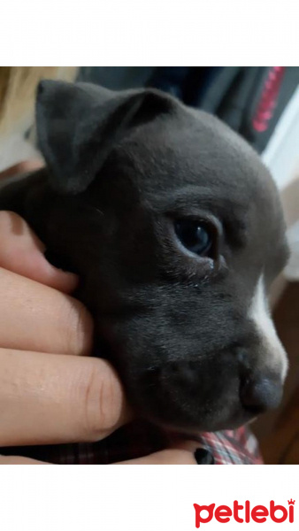 Amerikan Pitbull Terrier, Köpek  Tayson fotoğrafı