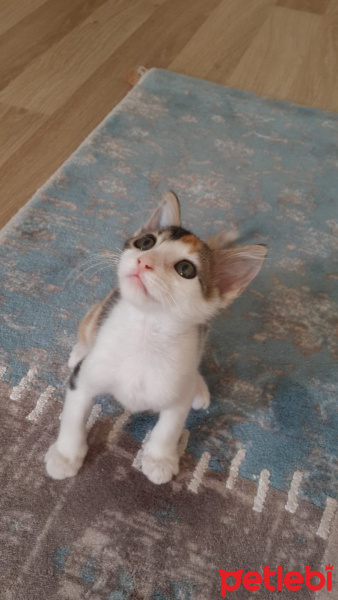 Tekir Kedi, Kedi  Venüs fotoğrafı