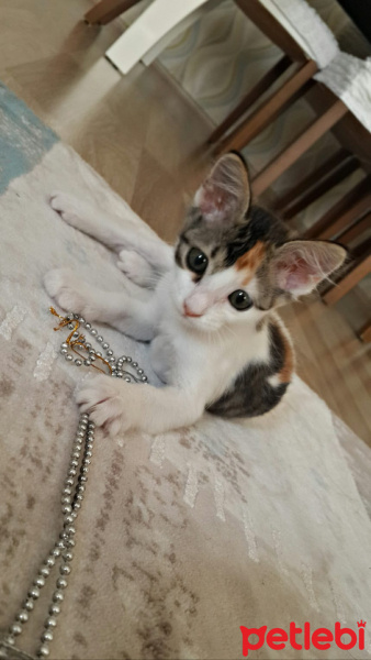 Tekir Kedi, Kedi  Venüs fotoğrafı