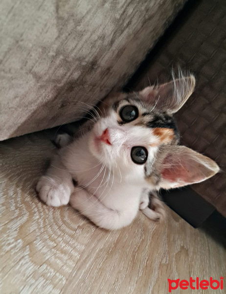 Tekir Kedi, Kedi  Venüs fotoğrafı