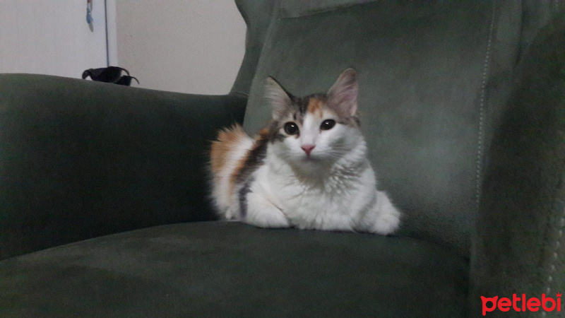 Tekir Kedi, Kedi  Venüs fotoğrafı