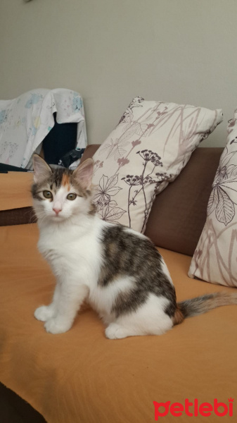 Tekir Kedi, Kedi  Venüs fotoğrafı