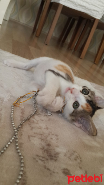Tekir Kedi, Kedi  Venüs fotoğrafı