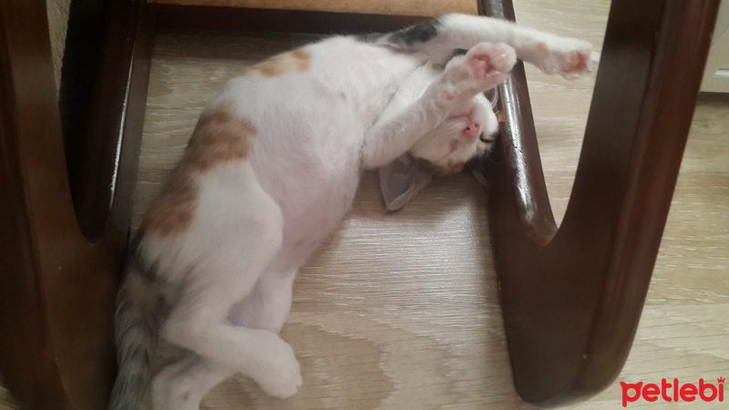 Tekir Kedi, Kedi  Venüs fotoğrafı