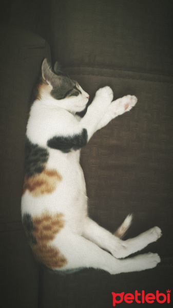 Tekir Kedi, Kedi  Venüs fotoğrafı