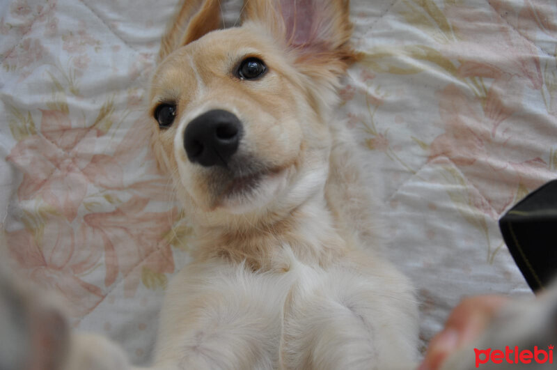 Golden Retriever, Köpek  Leydi fotoğrafı