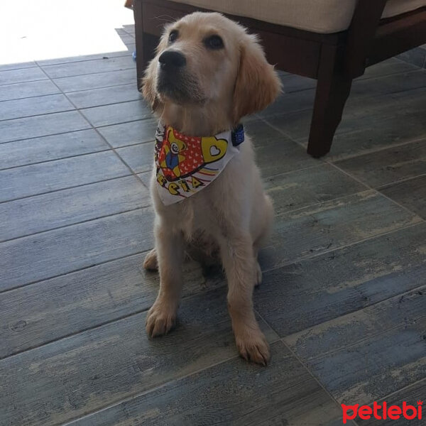 Golden Retriever, Köpek  Badem fotoğrafı